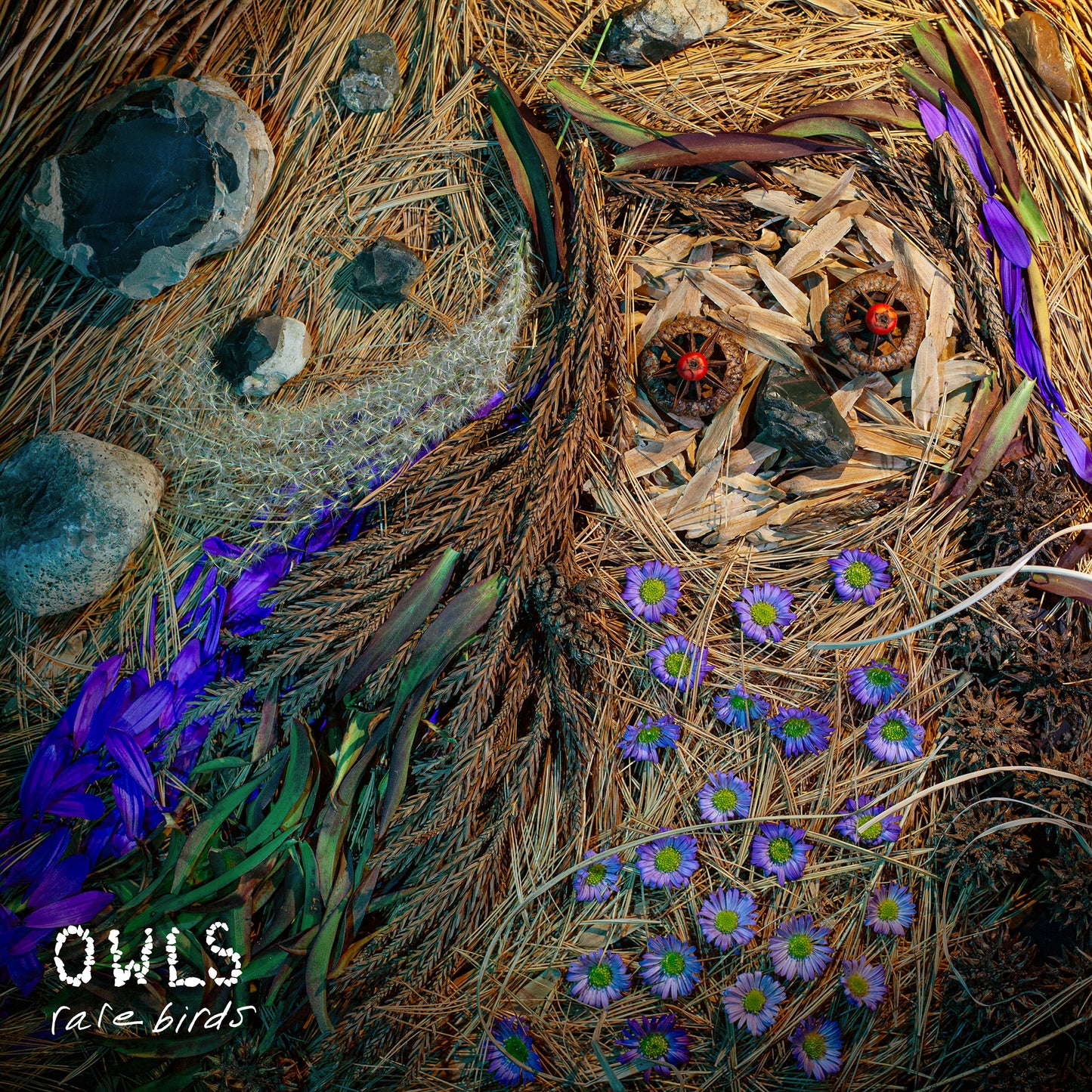 OWLS - Rare Birds