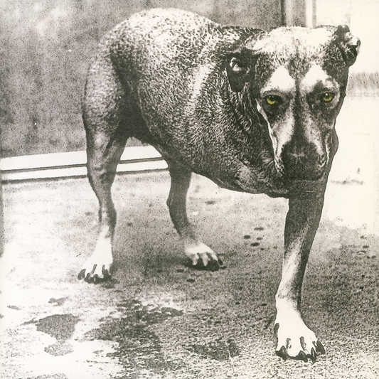 Alice In Chains - Alice In Chains (Out 30/1/26)